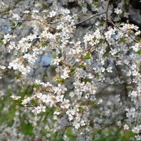Cherry Wild (Prunus avium) 3
